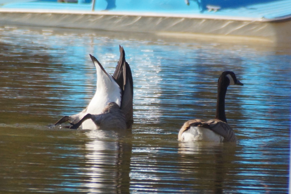 On the north end of Lucerne, the rude geese are back honking up the air, pooping up the lawn,  and mooning the occasional passerby.