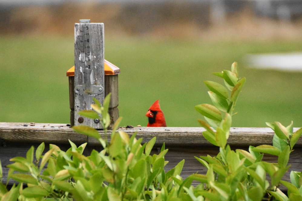 It's getting to the point that the "Time to fill the feeder, bro" look is replacing having to actually check the bar's the feeder.