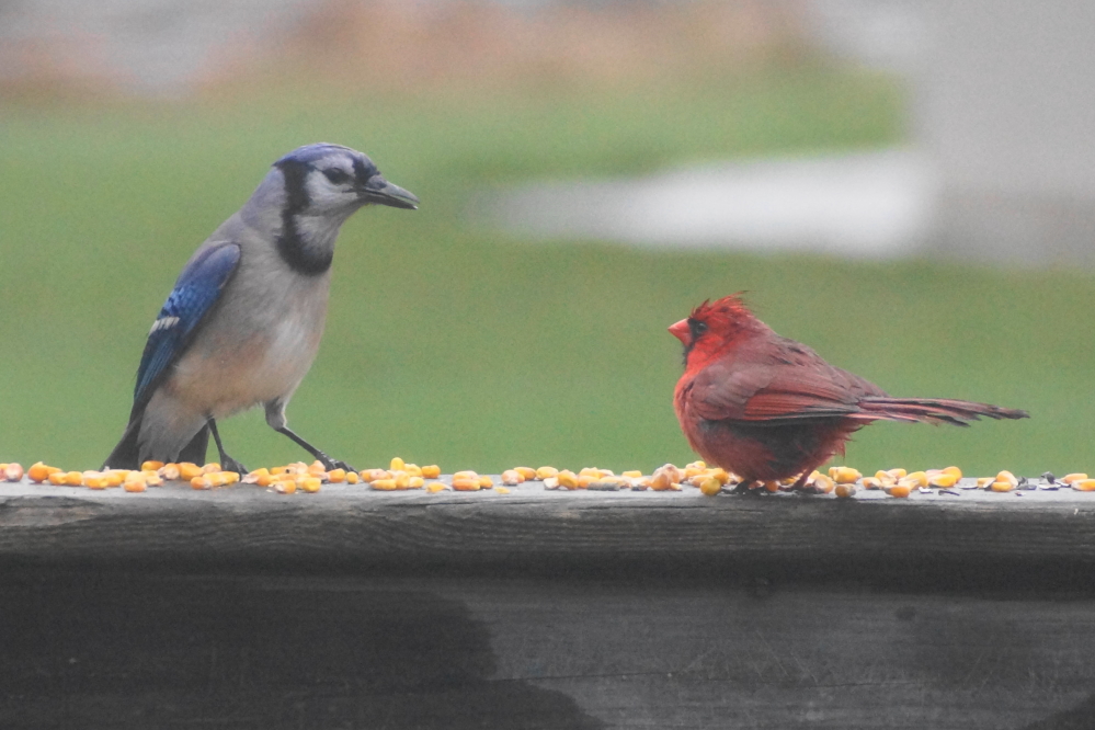 Watching the interactions between some of them, you'd get the impression that a few of the birds don't like each other.