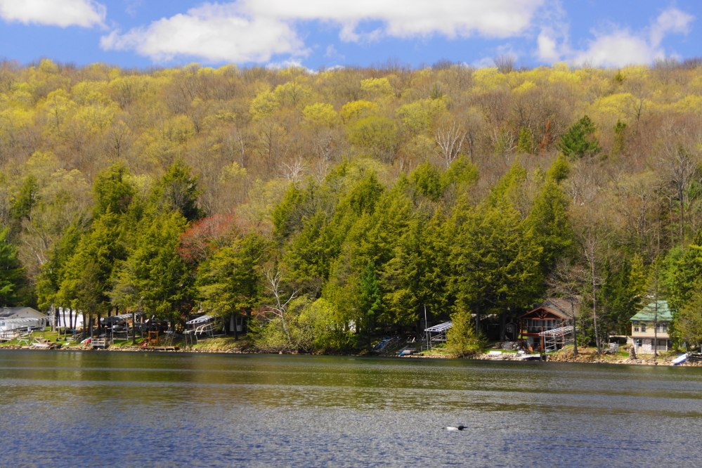The trees are starting to green up!