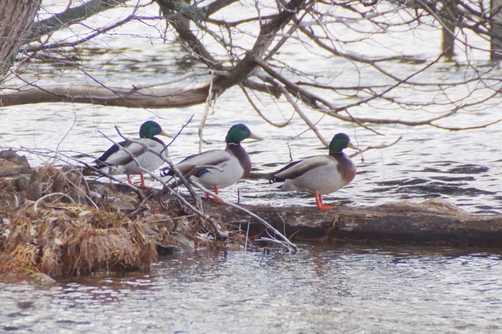They were all queued up waiting for something. We didn't wait around to see what.
