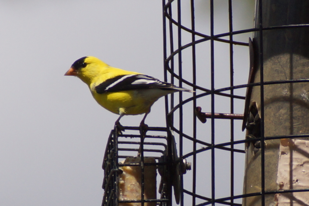 Bird feeders around the lake are hard to keep filled. Thay are being visited by the small and yellow...