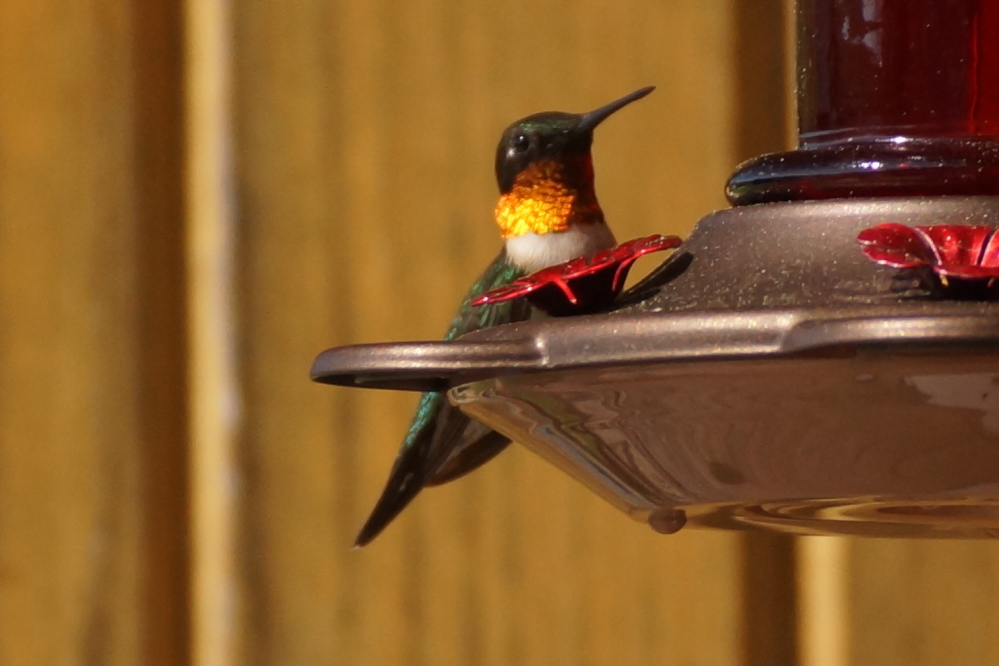 By the weekend, there were swarms of hummingbirds on the feeders. These guys were enjoyed much more than the swarms of mosquitoes that pestilence-ised the area last week.