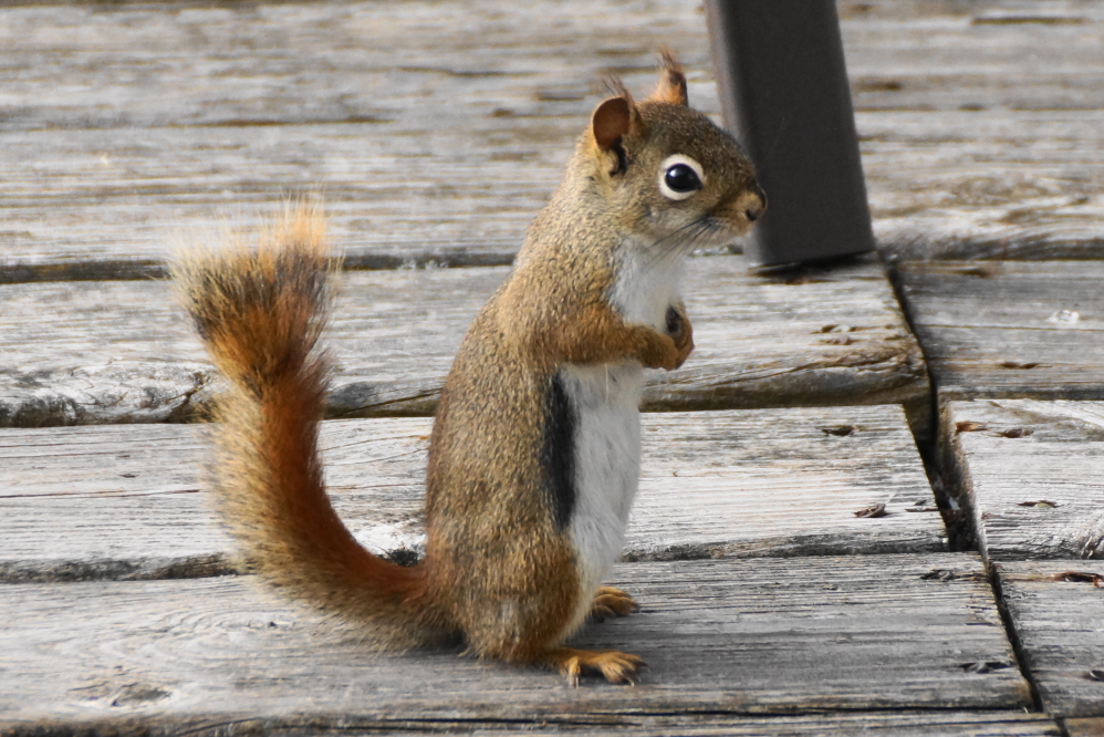 Local squirrels are getting more active and beggy, too.