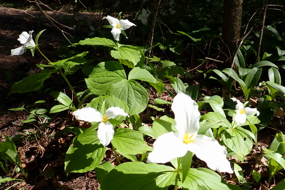 Last week, in addition to peak smoke (hopefully), the northwoods were also at peak trillium.