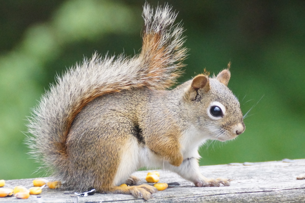 Sadly, no talon/squirrel interactions were observed near the bar.
