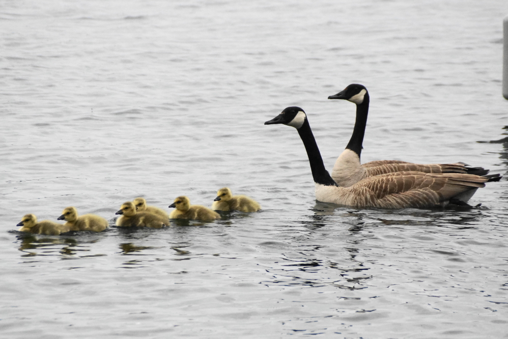 The storms of last week have produced the earliest batches of canadian geese we have ever witnessed.