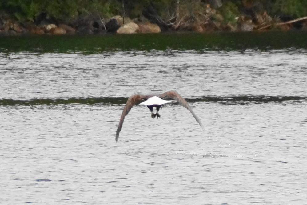 The fishing was good enough on the north end to forestall any talon/gosling interactions.