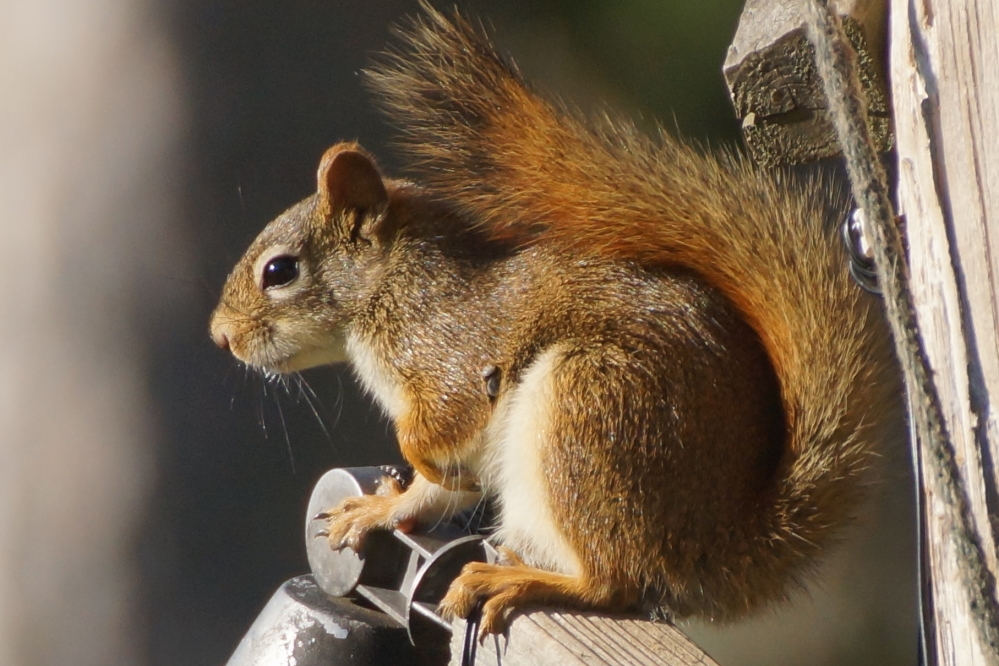 The squirrels were not among them. They seemed to get more bad-tempered and irritable with every drop.