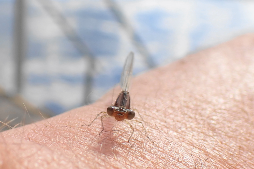 While taking in some sun and summoning up the courage to get into the 67°F water, we were protected from mosquitoes by one of Lucerne's many damselflies. 