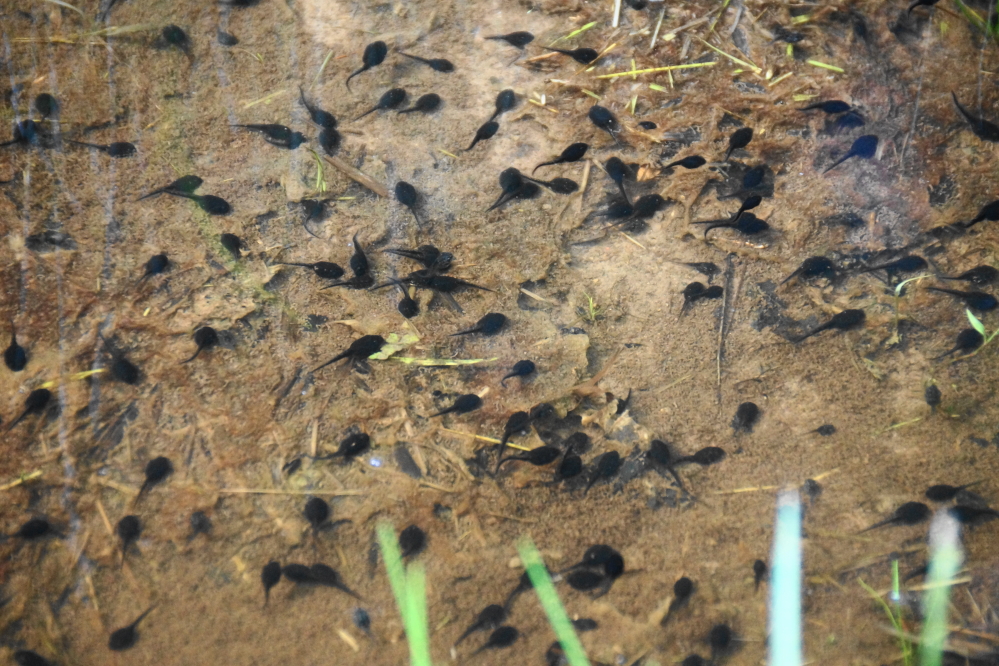 The shrinking puddles on the north end of the lake are tadpole filled. Without more rain, it'll be a race to see it they frog before the puddles dry out. 