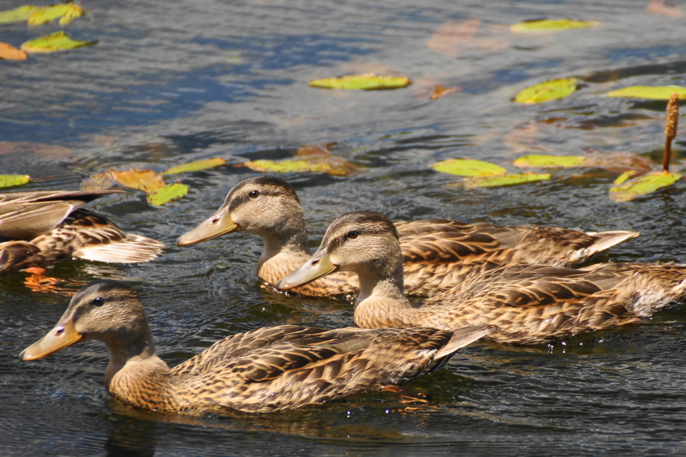 Lucerne's duck crop is also growing well.