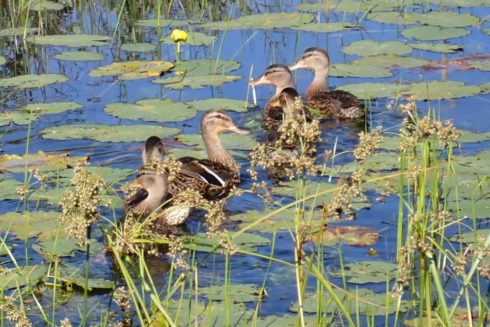 The crop of ducks that the course is growing seems no worse for wear after the rains.