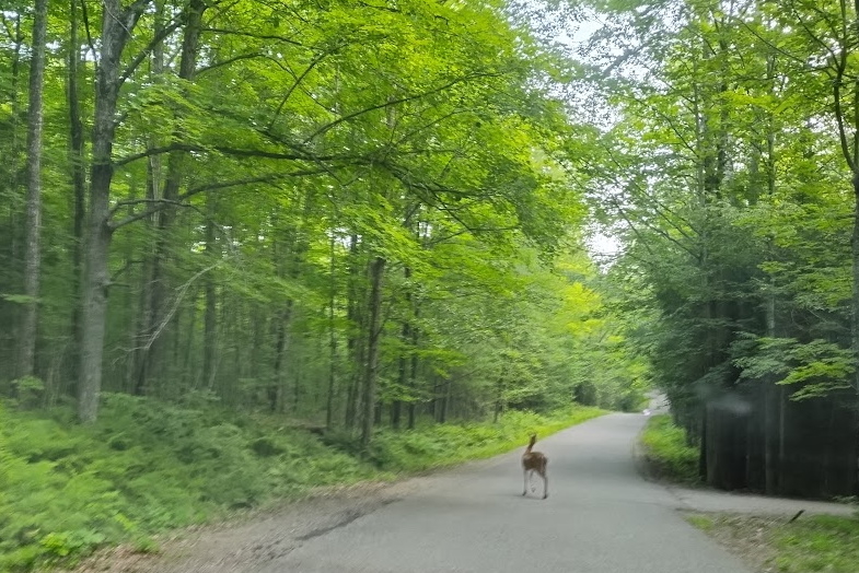 It was a very busy week. The deer have also been particularly active on West Shore Drive. Thankfully, there were no car/deer events to report.