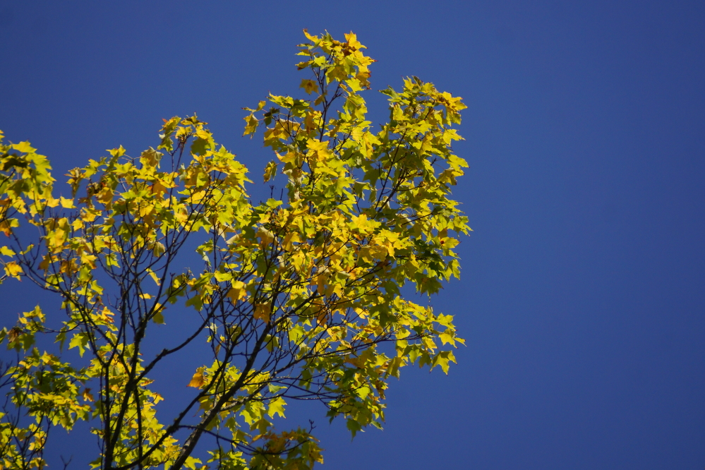 In places, it started to look a little autumnal. Some of the more stressed maples have started to show a little fall color.