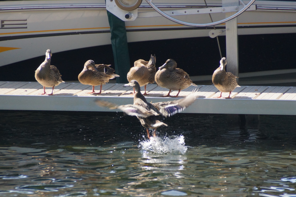 Younglings on the north end of Lucerne were taking flying lessons so when the season really changes, bugging out won't be so hard on their feet.
