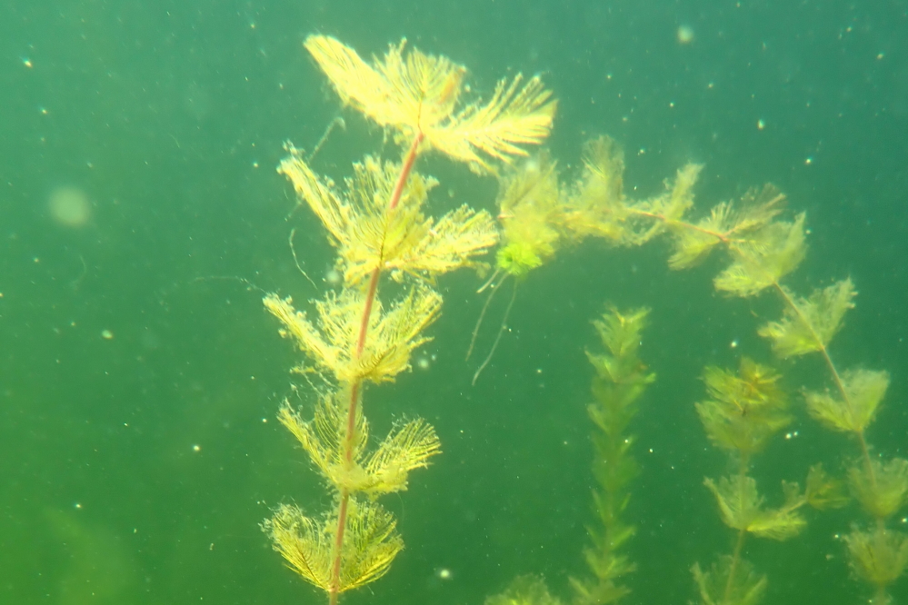 Early last week we dove to confirm or disprove reports that eurasian milfoil was in the lake. It was confirmed.