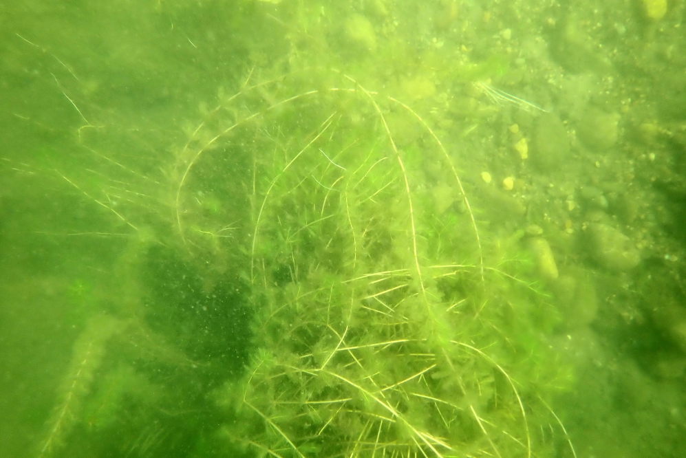 Milfoil likes warm, shallow, nutrient rich lakes that get a lot of nitrogen and phosphorous runoff. Given Lake Lucerne is not that, controlling the weed should be that much easier.