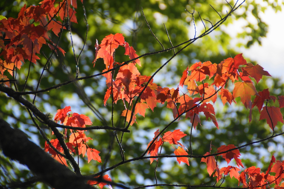 The patches of fall have started to grow.