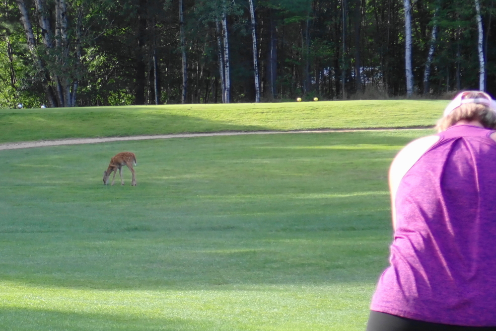 Putting can be a little challenging with all the fawn munching sounds.