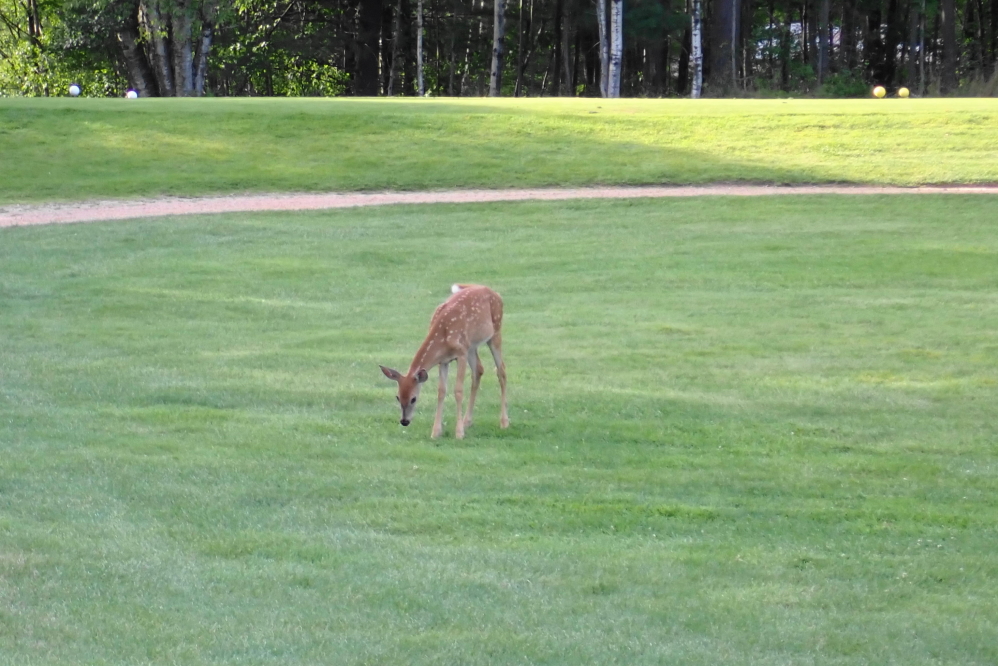 The not so little anymore bumper denters seem more plentiful this year.