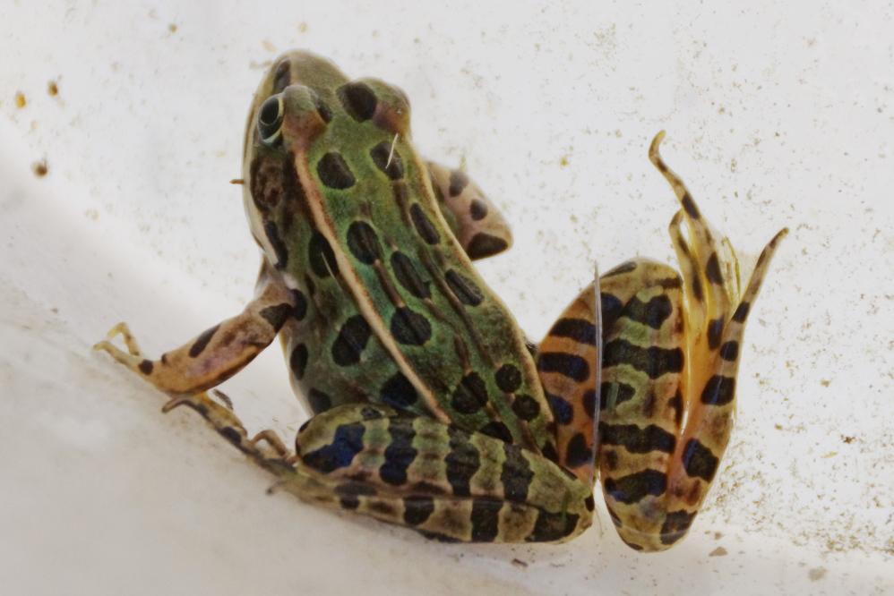 Despite the cooler temps, we still have frogs. Mrs Nemo, left unsupervised for only a second, caught (and released) this guy early in the week. It's been a good year for local amphibians with the populations of frogs, toads, and salamanders at an anecdotal high. Not so coincidentally, the bitey bug population seems to be down.  