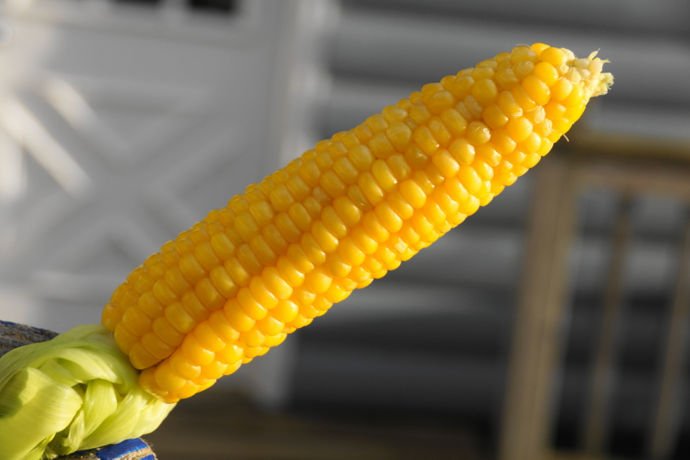 The few ears we've picked were pretty good.