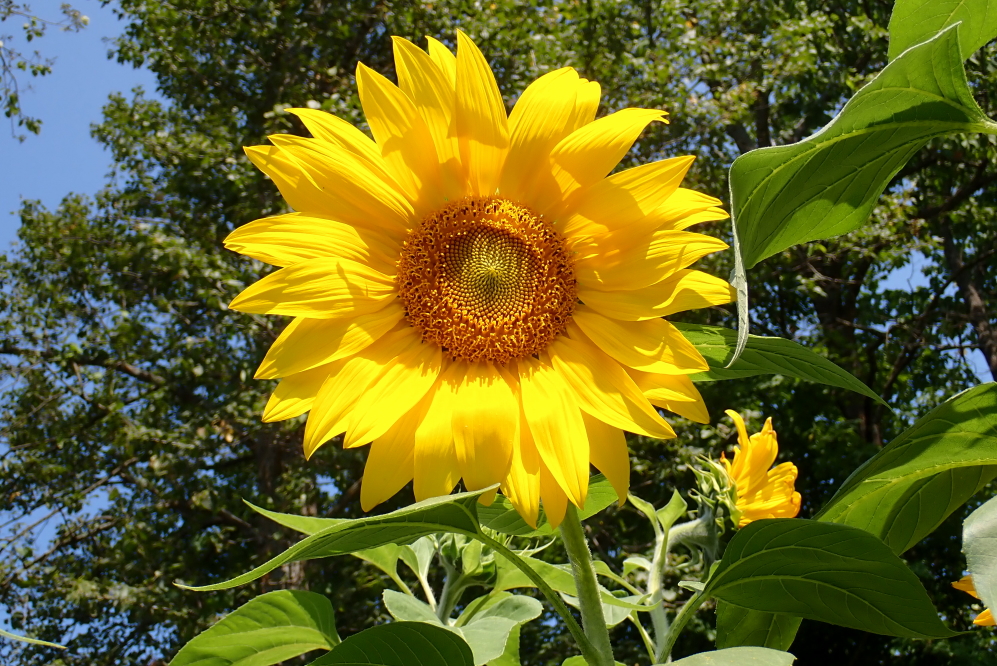 The sunflowers on the left side of hole 18 can be a bit of a distraction.