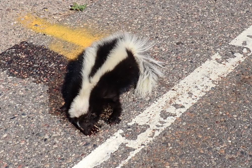 Early in the week, we passed what we first thought was a napping badger on the side of Hwy 8. It turned out to be a huge skunk and an even huger olfactory treat. Scoring this one on a superficial level would be Car : 1 Skunk : 0, but a more insightful score could be Car : 1  Anyone with a working nose : 0.