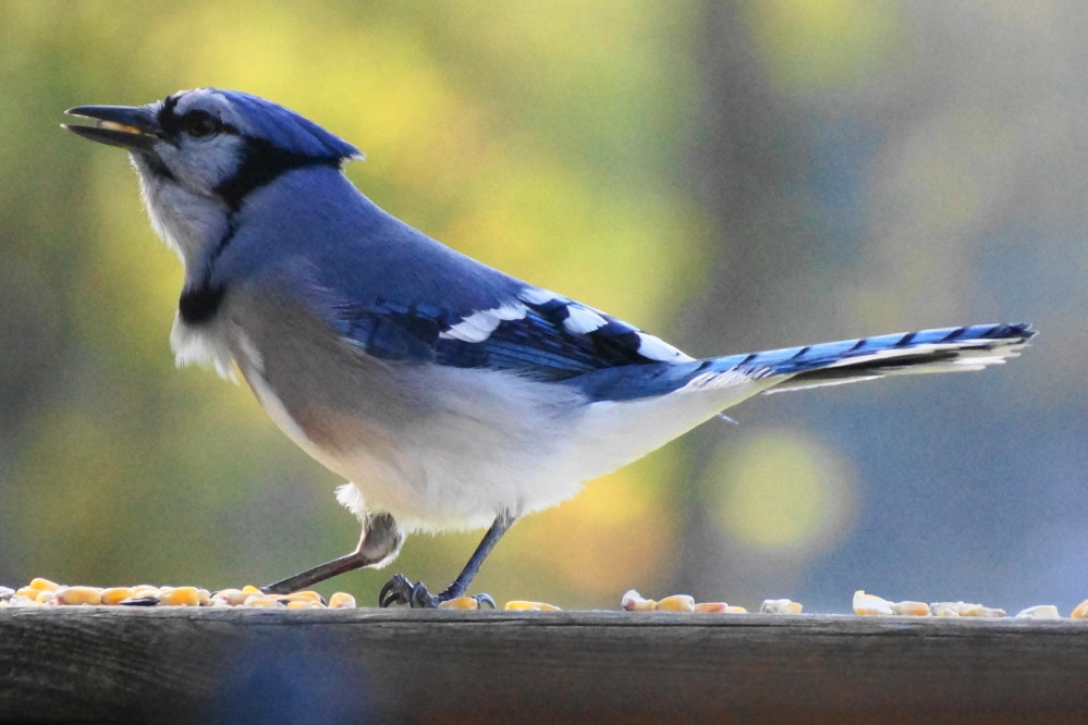 Through it all, small scatterings of corn on deck rails made for some happy blue jays.