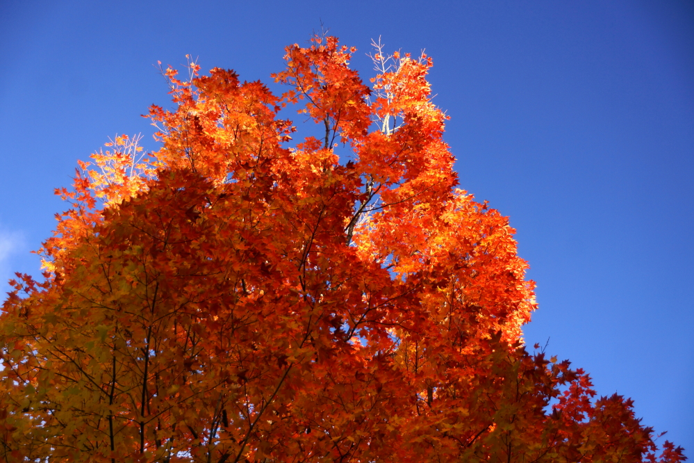 When the sun hit the trees, they practically glowed.