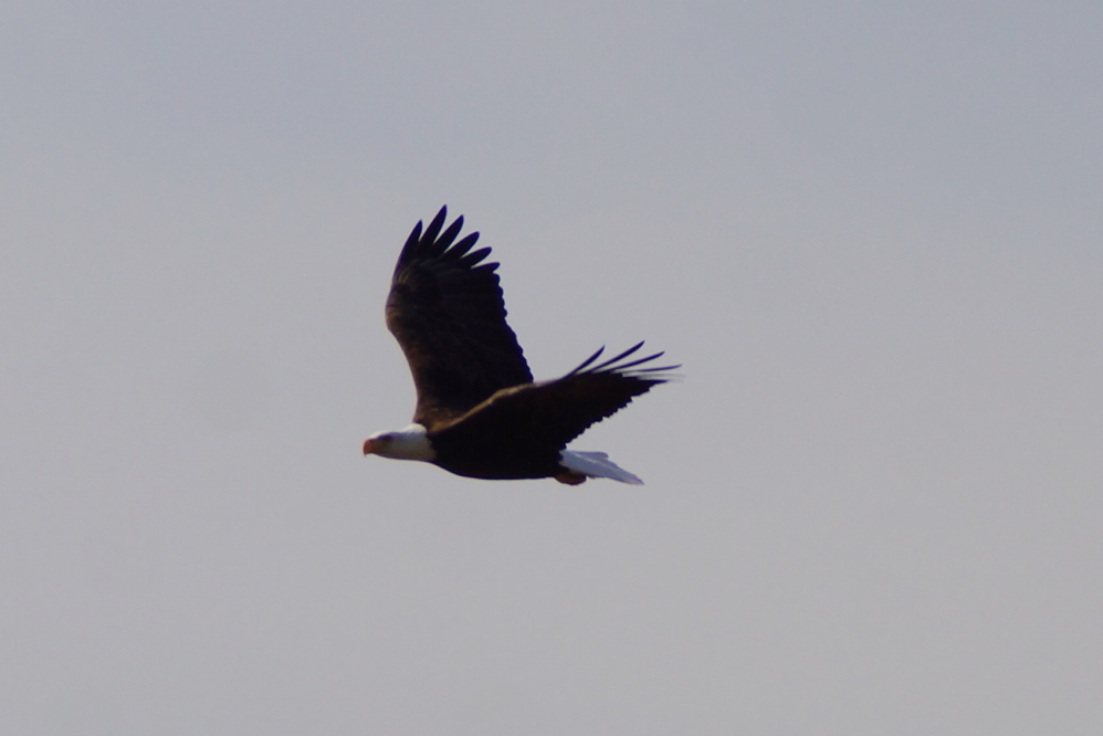 During a walk to Knott Lane, we were startled by an eagle that launched itself into the air from a basswood not more than 20 feet from the road.