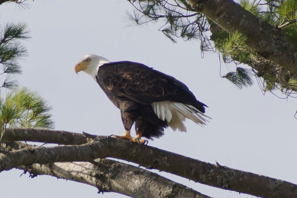 It perched in a white pine for a few minutes. Then flew off to fish the west shore of Lucerne.