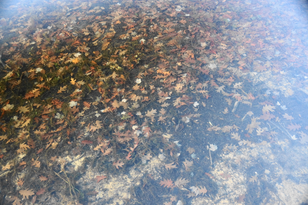 Many of those leaves are lining the bottom of Lucerne.