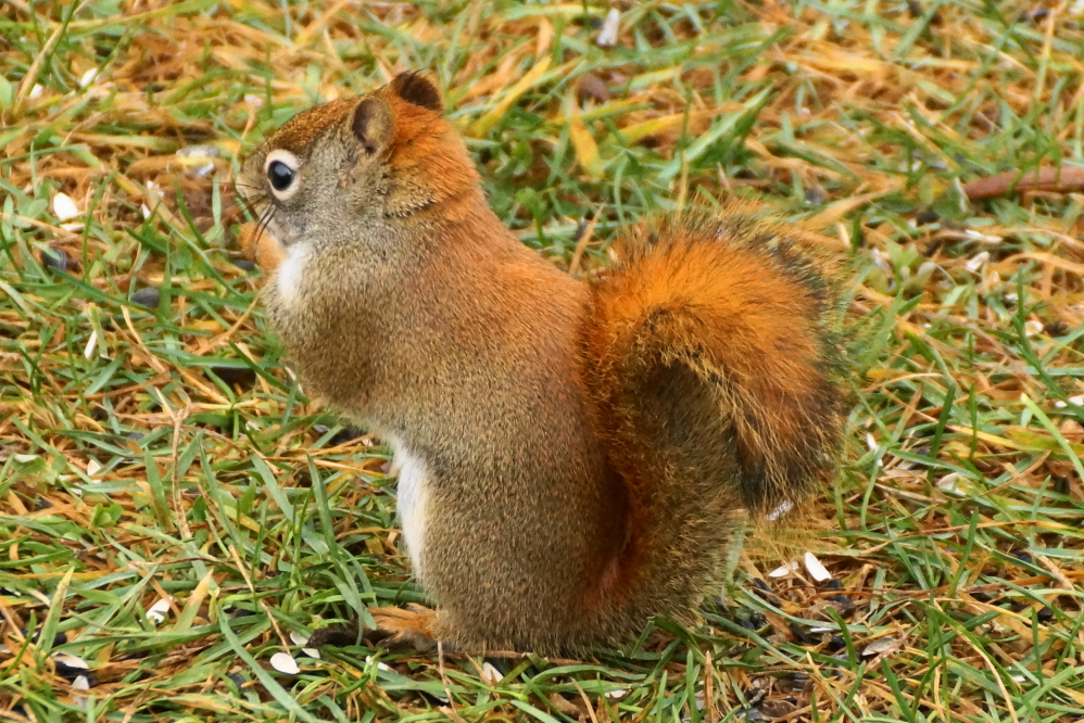 Local squirrels have been more hyperactive than normal. They're looking a little chunkier, too. 