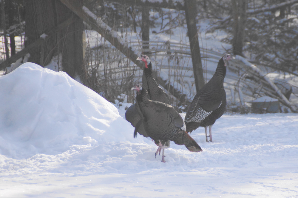 The bar's wild turkeys didn't seem to care.
