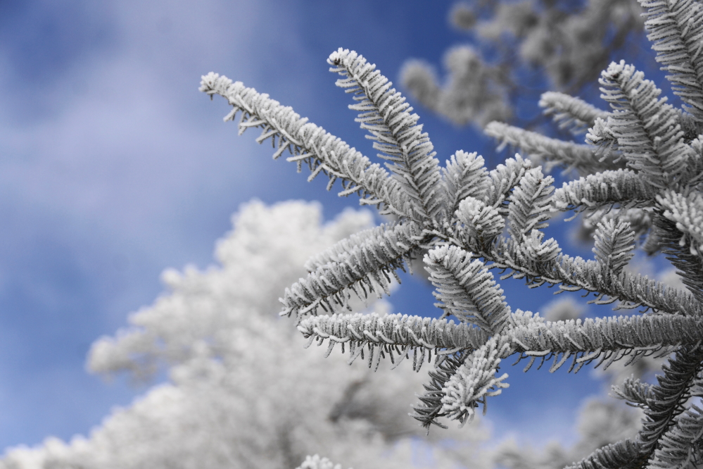 Then came the frost.
