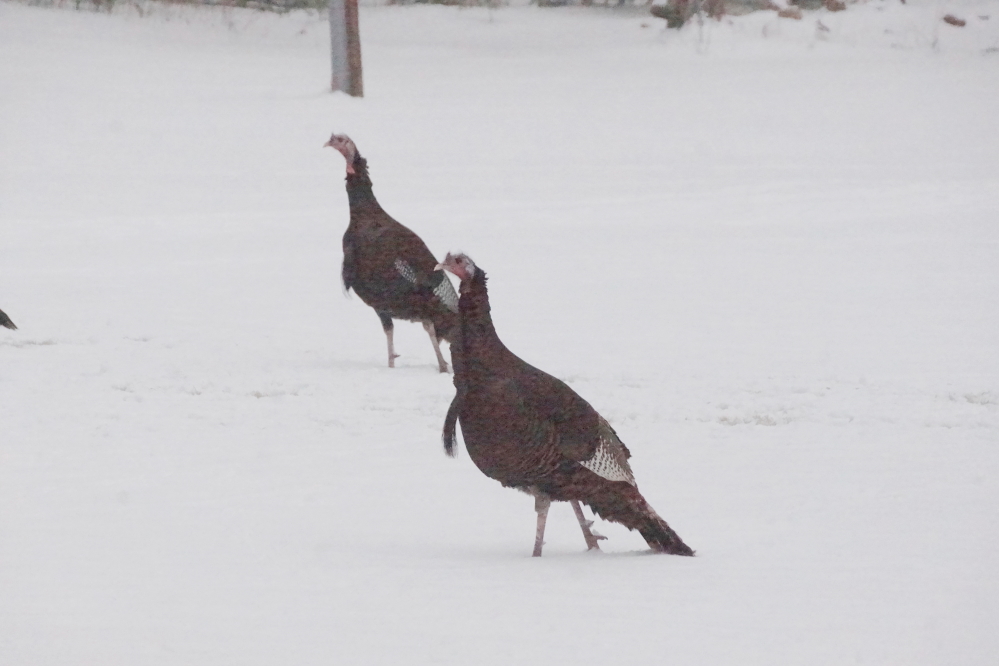 Then it got warmer. The yard turkeys didn't seem to mind.