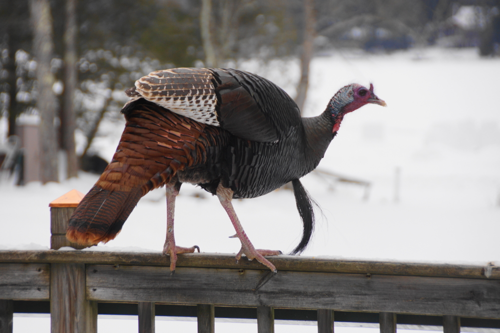 During many days last week, north shore wild turkeys continued to test the strength of deck rails.