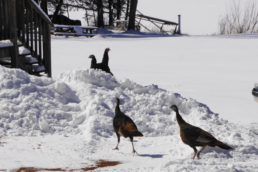 The north end's wild turkeys seemed to enjoy their fluffy new playground.