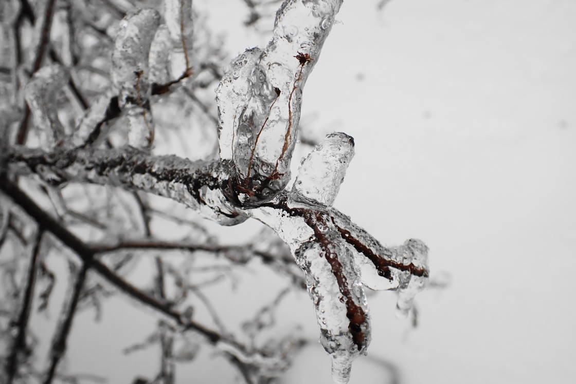 But all the iced had their charm.