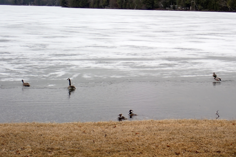 Around mid-week, a strip of open water on the north end grew wide enough to attract a flock of waterfowl.