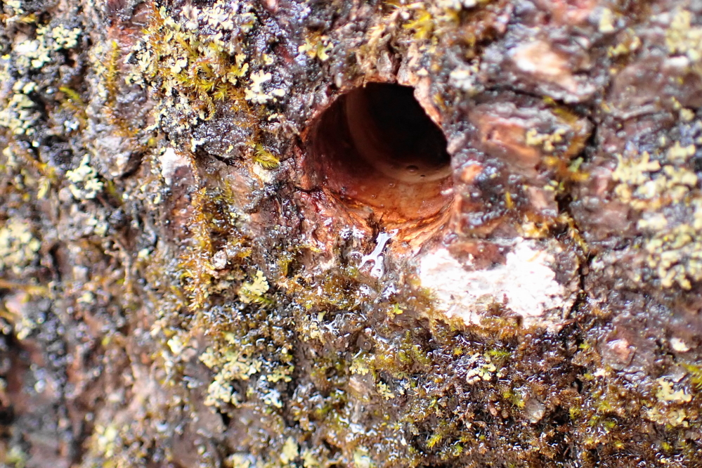 We are not sure how much additional sap we would have gotten, but it was agreed we already had enough.