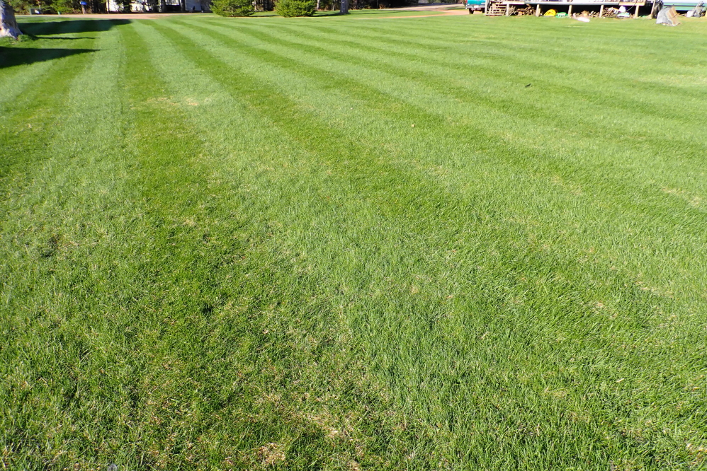 Lawns around the lake sported a few Trout Lilies, but mostly very green grass. We rolled ours with a drum that weighed a little less than a quarter ton. Many mowings are planned in the next few days.