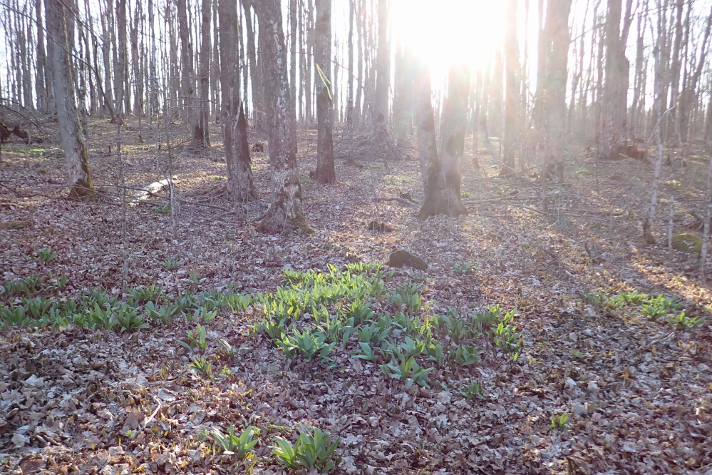 Around mid-week, the tapless woods surrounding Lucerne were filled with sunlight, dead leaves, and ramps.