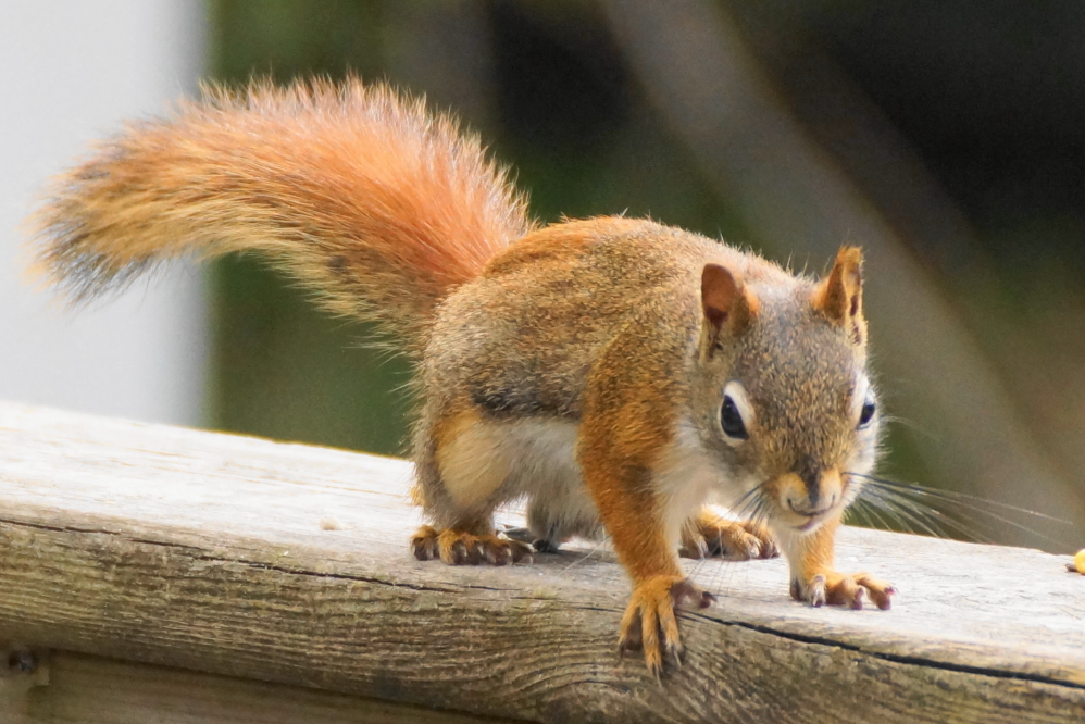 Local squirrels were out and active last week. We're not sure if they were being generally evil or plotting revenge for some shameful games of <a href='/WeeklySummaryPages/2021/0725/SBallN.html' class ='defaultlink2' target='_blank'>squirrel ball</a>.