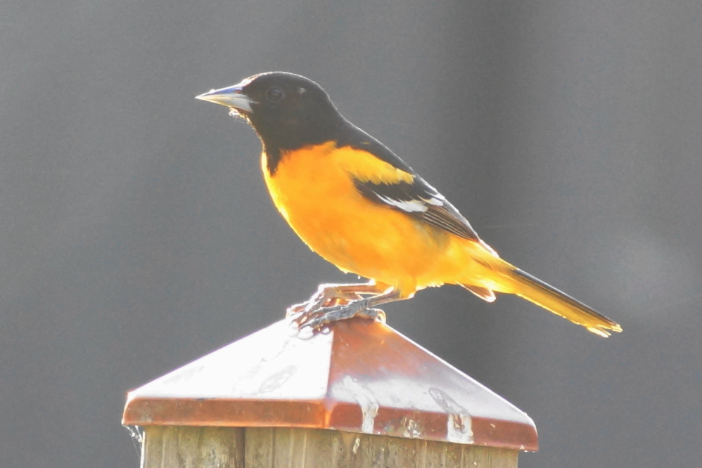 On the north end of Lucerne, we've seen more orioles than ever.