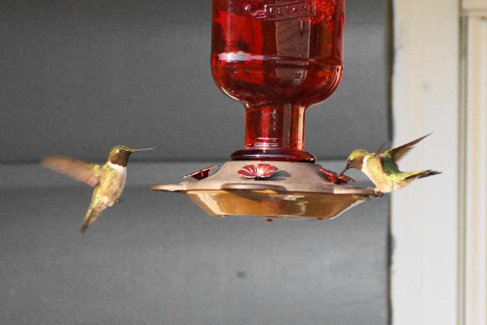 Empirical evidence gathered from the bar's feeders suggests that wet weather makes hummingbirds more hungry.