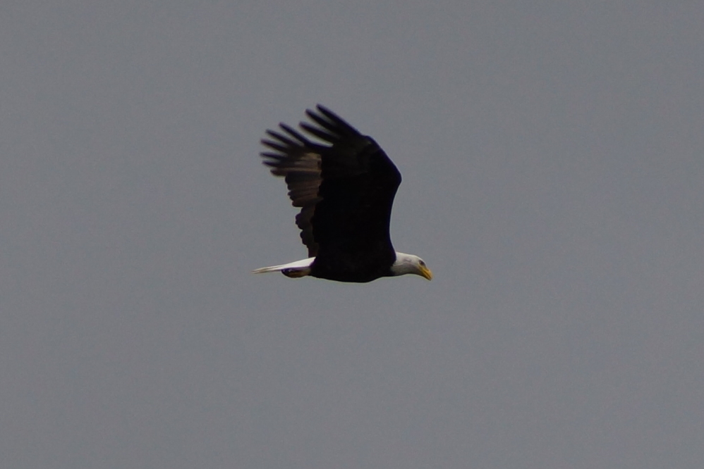 The weather change was startling, but not as startling as having this guy pop out of a tree above your head as you clean up the beach in the morning. He was very quiet except for the whooshing of his wings.