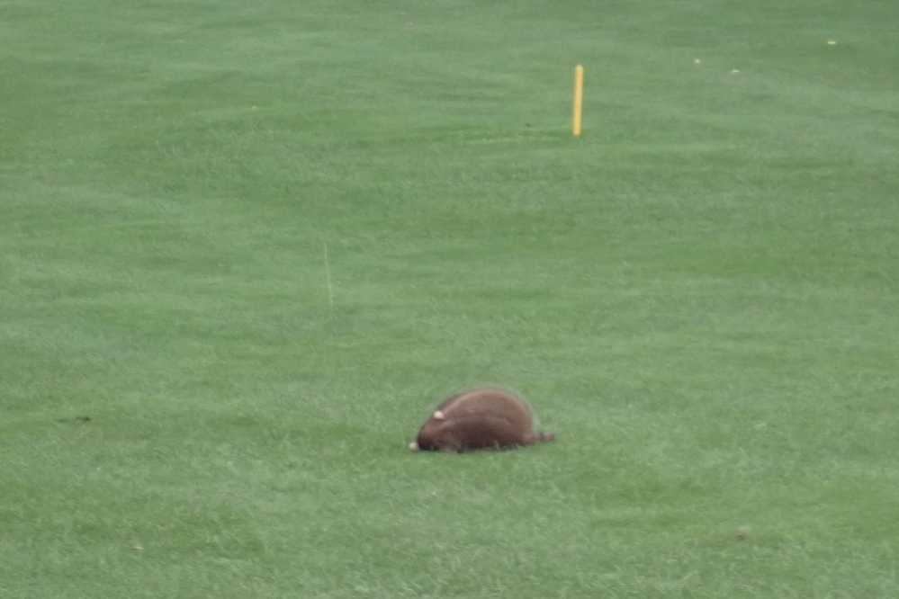 Other northwoods golf adventures last week included what we thought would be the recovery of a club head cover lost near the fifty yard marker on six.